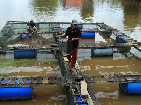 Potret Budi Daya Ikan di Tepian Sungai, Auto Cuan!
