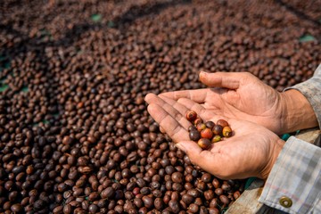5 Biji Kopi Sumatera: Keunikan dalam Setiap Tegukan