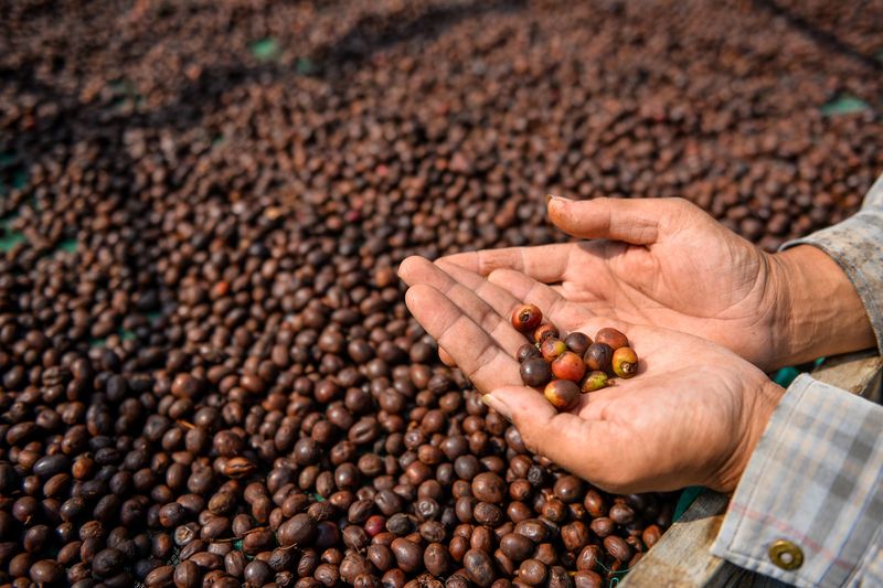 Petani menunjukan biji kopi arabika yang sedang dikeringkan di Kaki Gunung Puntang, Kabupaten Bandung, Jawa Barat, Kamis (16/5/2024). Asosiasi Eksportir Kopi Indonesia (AEKI) memproyeksikan produksi kopi di tahun 2024 turun yang diakibatkan produksi kopi di dataran rendah melemah serta minimnya 
