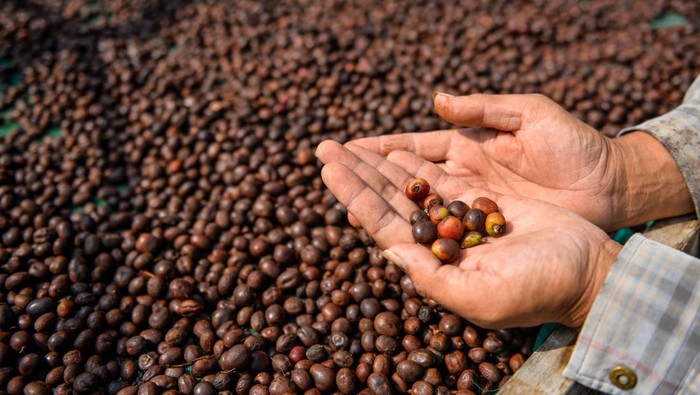 Petani mengambarkan biji kopi arabika yang sedang dikeringkan di Kaki Gunung Puntang, Kabupaten Bandung, Jawa Barat, Kamis (16/5/2024). Asosiasi Eksportir Kopi Indonesia (AEKI) memproyeksikan bikinan kopi di tahun 2024 turun yang diakibatkan bikinan kopi di dataran rendah melemah serta minimnya carry over stock dari tahun 2023 menjadi penyebab berkurangnya bikinan kopi nasional. ANTARA FOTO/Raisan Al Farisi/Spt.