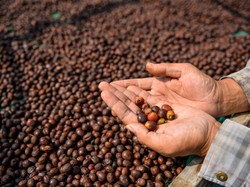 7 Manfaat Penggunaan Kecerdasan Buatan untuk Industri Kopi