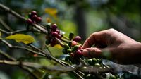 Asyiknya Memanen Kopi Arabika di Bandung