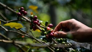 Asyiknya Memanen Kopi Arabika di Bandung