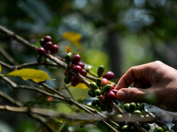 Asyiknya Memanen Kopi Arabika di Bandung