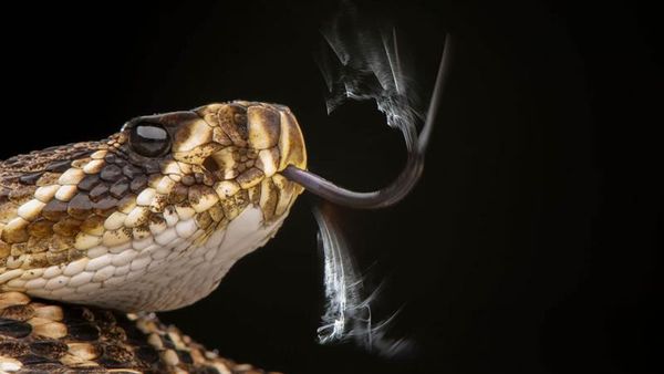 Karya Memukau Jawara Kontes Foto Alam