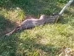 Viral, Ular Piton Empat Meter Telan Anak Sapi di Buleleng