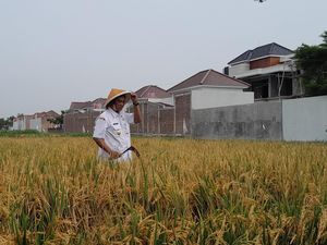 Wabup Klaten Dukung Desa Jomboran Pertahankan Lahan Pertanian
