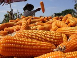 Ini Cara Pemerintah Cegah Harga Jagung Anjlok Selama Panen Raya