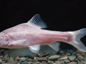 Makhluk Pink Tanpa Mata Bisa Pecahkan Misteri Teori Evolusi