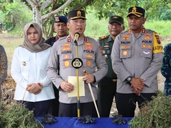 Polisi Temukan Ladang Ganja 5 Hektare di Madina