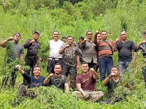 Lahan Ganja 5 Hektare di Madina Dideteksi dari Teknologi Milik BRIN Lahan Ganja 5 Hektare di Madina Dideteksi dari Teknologi Milik BRIN