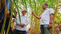 Menteri Bahlil Tinjau Kebun Tebu di Merauke, Targetkan Swasembada Gula