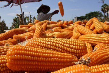 Musim Panen Raya Jagung Sudah Tiba