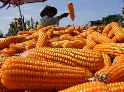 Musim Panen Raya Jagung Sudah Tiba