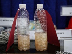 KKP Ungkap Penyelundupan Benih Lobster Marak pada Mei-Juni, Ini Penyebabnya