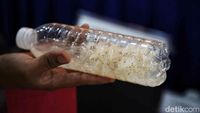 Polri dan KKP Gagalkan Penyelundupan Benih Lobster di Bogor