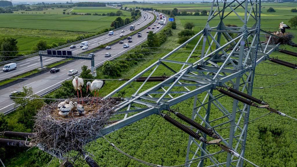 Potret Keluarga Burung Bangau Bersarang di Atas Tiang Listrik di Jerman Potret Keluarga Burung Bangau Bersarang di Atas Tiang Listrik di Jerman