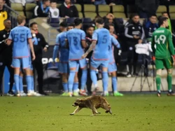 Momen Rakun Hentikan Pertandingan Sepakbola AS