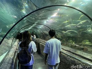 Sea World Ancol, Eksplorasi Dunia Bawah Laut di Jakarta Sea World Ancol, Eksplorasi Dunia Bawah Laut di Jakarta