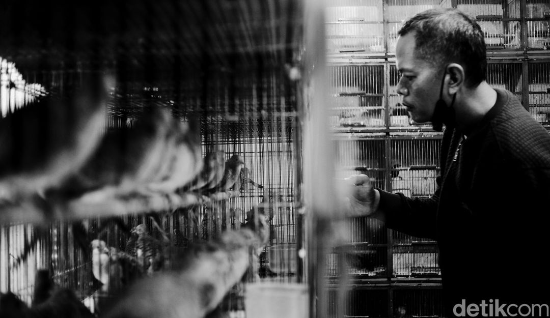 Seorang petugas merawat burung-burung yang ingin dijual.