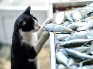 Tak Punya Uang, Orang Ini Terpaksa Makan Ikan Asin Bareng Kucingnya