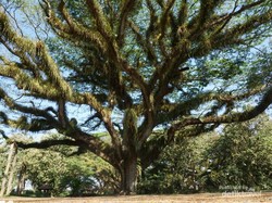 Pesona Magical Forest di Banyuwangi De Djawatan Tak Pernah Surut