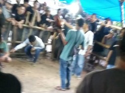 Warga di Gattungeng Bone Resah Arena Judi Sabung Ayam Tak Dibubarkan Aparat