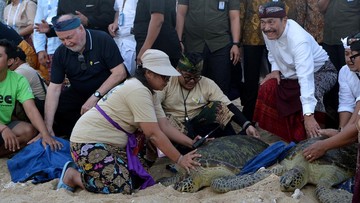 Momen Luhut Ikut Lepas Penyu dalam Rangkaian Acara WWF di Bali