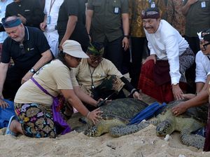 Momen Luhut Ikut Lepas Penyu dalam Rangkaian Acara WWF di Bali Momen Luhut Ikut Lepas Penyu dalam Rangkaian Acara WWF di Bali