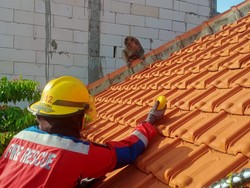 Monyet Lepas Gegerkan Warga Surabaya, Sempat Serang Petugas Saat Dievakuasi