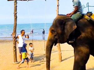 Ada Atraksi Gajah Sumatera Nih di Safari Beach Jateng, Berapa Harga Tiketnya? Ada Atraksi Gajah Sumatera Nih di Safari Beach Jateng, Berapa Harga Tiketnya?