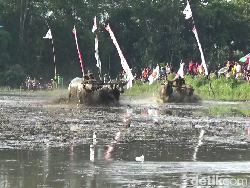 Seru! Tradisi Karapan Kerbau Lumajang di Area Sawah yang Berhadiah Motor
