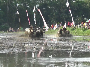 Seru! Tradisi Karapan Kerbau Lumajang di Area Sawah yang Berhadiah Motor Seru! Tradisi Karapan Kerbau Lumajang di Area Sawah yang Berhadiah Motor