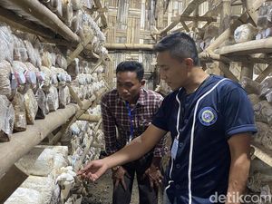 Mahasiswa Unair Beri Pendampingan Warga Pembudidaya Maggot-Jamur Tiram Mahasiswa Unair Beri Pendampingan Warga Pembudidaya Maggot-Jamur Tiram