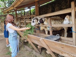 Siasat Pedagang Hewan Kurban Gaet Pembeli Pakai SPG
