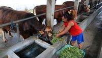 Wabah PMK Masih Hantui Peternak