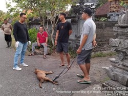 Anjing Suspek Rabies Mengamuk, Terkam Wajah Bocah 5 Tahun di Jembrana