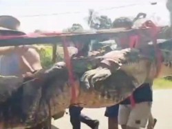 Damkar-Warga di Luwu Timur Tangkap Buaya 4 Meter di Sungai Ussu