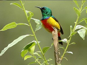 Contoh Flora dan Fauna Asli Bali, NTB, dan NTT