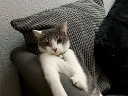 Ini yang Terjadi Jika Kucing Sering Mengeong pada Malam Hari, Ada Hantu?