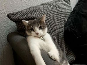 Ini yang Terjadi Jika Kucing Sering Mengeong pada Malam Hari, Ada Hantu? Ini yang Terjadi Jika Kucing Sering Mengeong pada Malam Hari, Ada Hantu?