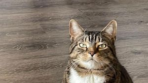 Kumpulan Kucing Berulah, Babu Cuma Bisa Ngelus Dada