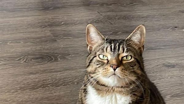 Kumpulan Kucing Berulah, Babu Cuma Bisa Ngelus Dada