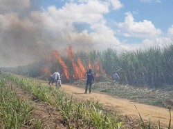 KLHK Puji Putusan MA Cabut Pergub Lampung soal Pembakaran Lahan Tebu