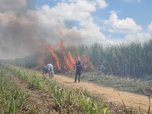 KLHK Puji Putusan MA Cabut Pergub Lampung soal Pembakaran Lahan Tebu KLHK Puji Putusan MA Cabut Pergub Lampung soal Pembakaran Lahan Tebu