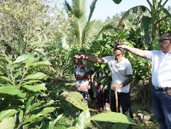 Upaya Bupati Jembrana Jaga Produktivitas Sektor Hulu Kakao