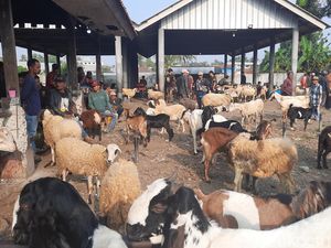 Idul Adha Sebulan Lagi, Harga Hewan Kurban Mulai Naik di Tasikmalaya