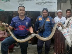 Kaget Ular Sanca 4 Meter Muncul di Kloset, Warga Bogor Panggil Damkar
