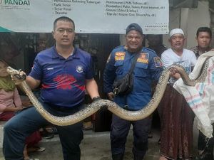 Kaget Ular Sanca 4 Meter Muncul di Kloset, Warga Bogor Panggil Damkar Kaget Ular Sanca 4 Meter Muncul di Kloset, Warga Bogor Panggil Damkar