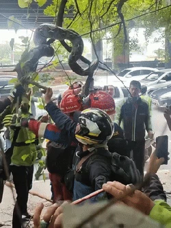 Damkar Evakuasi Sanca 4 Meter dari Pohon di Priok, Warga Heboh Berkerumun